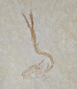 Leptolepides sprattiformis (BLAINVILLE 1818) - Bild © FossNet FossilienStore